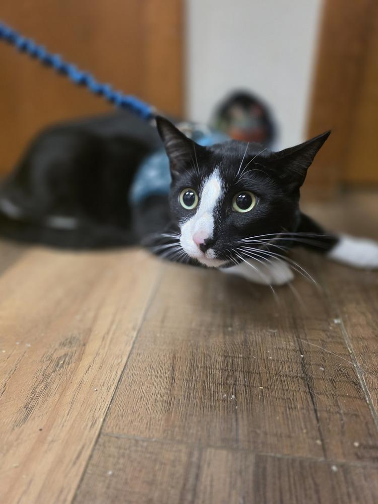 Coconut, a Adoptable Domestic Short Hair in Lorain, OH image 5/6