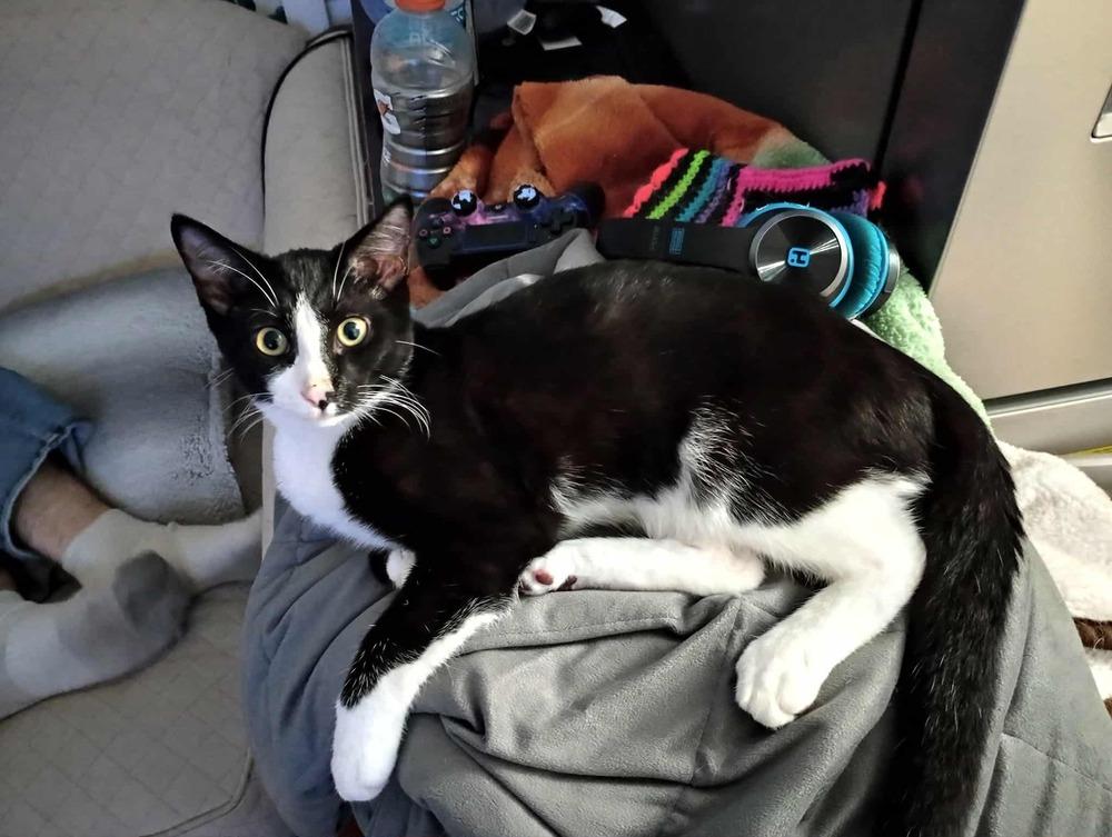 Coconut, a Adoptable Domestic Short Hair in Lorain, OH image 6/6