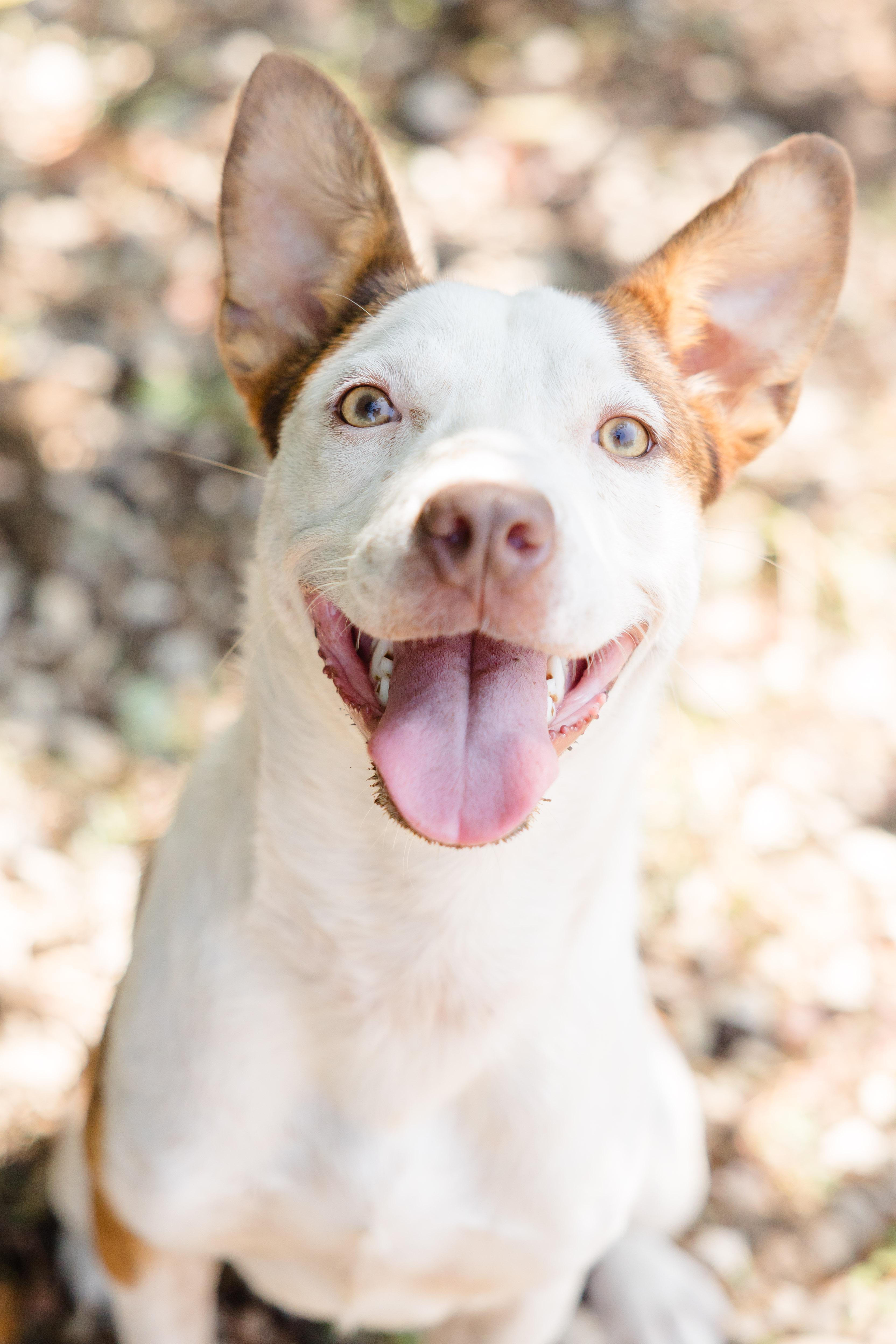 Salsa, Adoptable, Adult Female Terrier & Catahoula Leopard Dog.