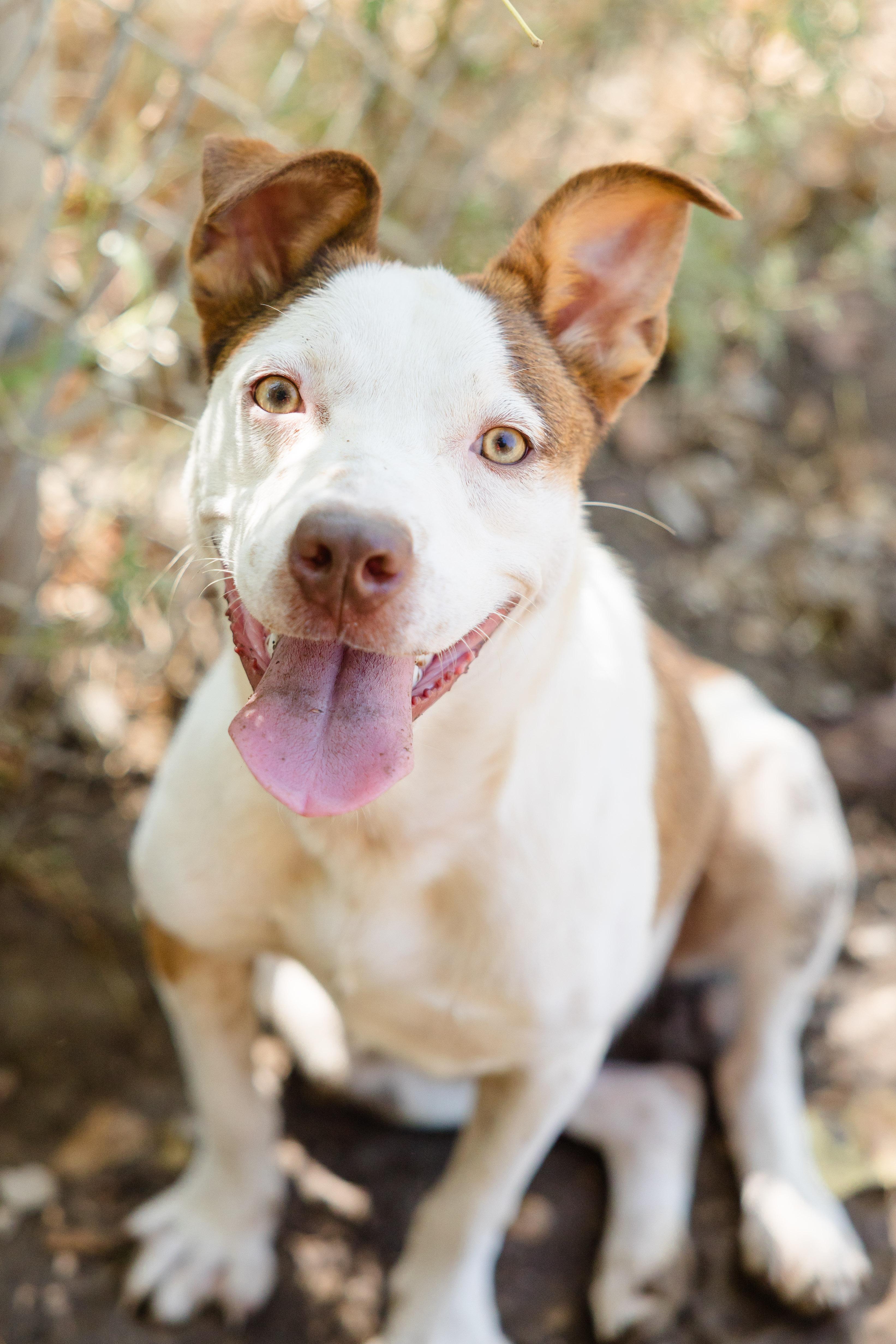 Enlarge Salsa, a Adoptable mixed breed in Newburgh, IN image 2/4