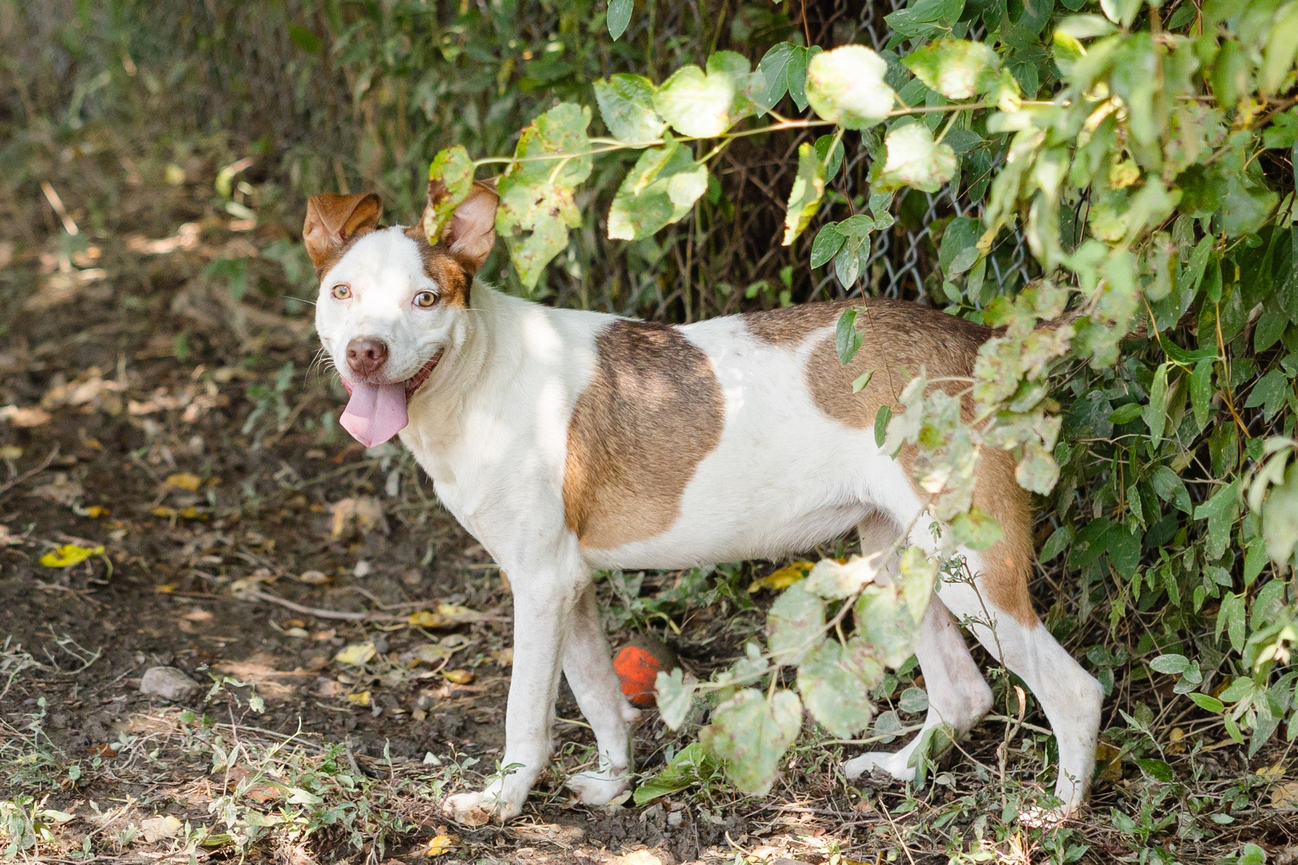 Enlarge Salsa, a Adoptable mixed breed in Newburgh, IN image 3/4
