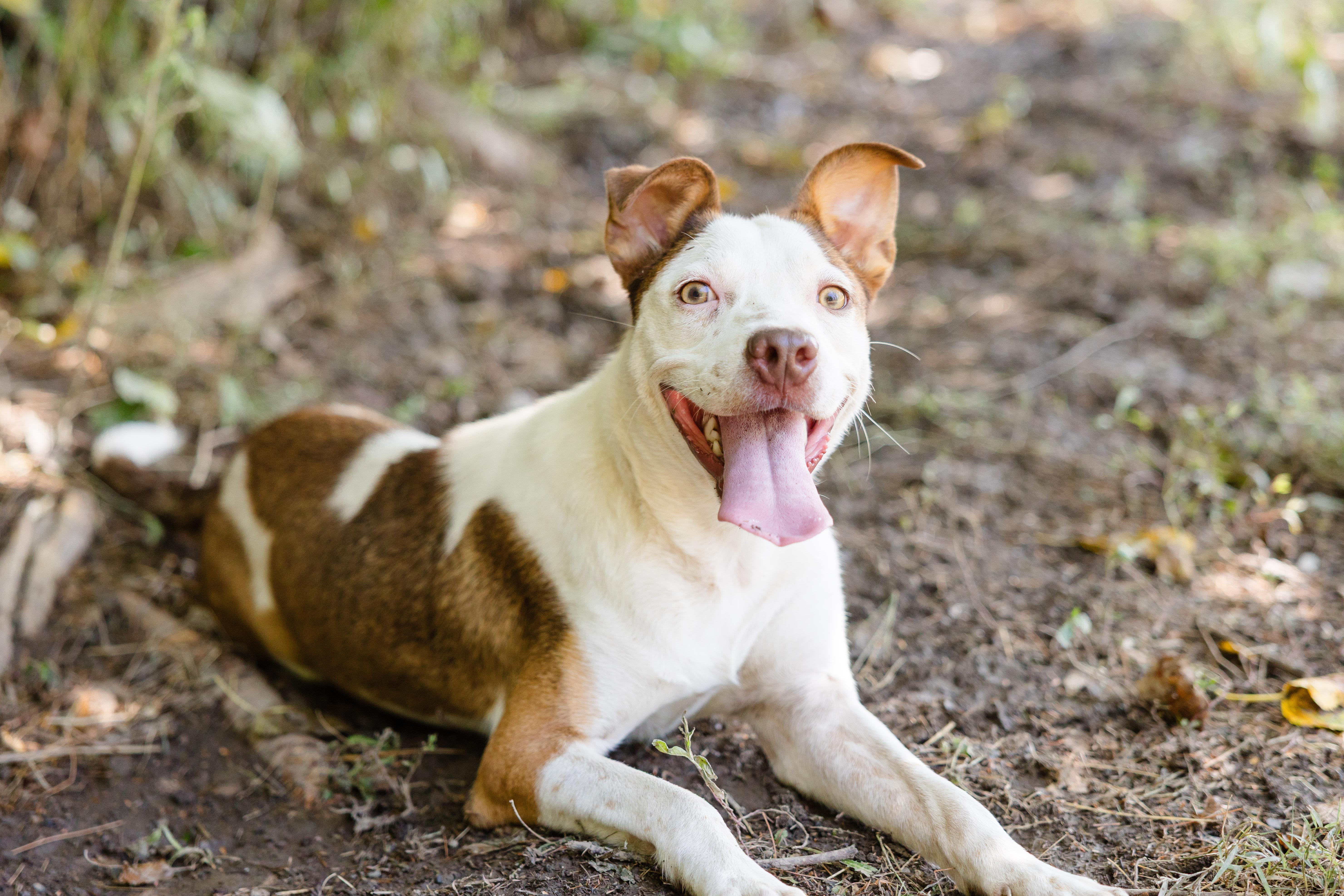 Enlarge Salsa, a Adoptable mixed breed in Newburgh, IN image 4/4