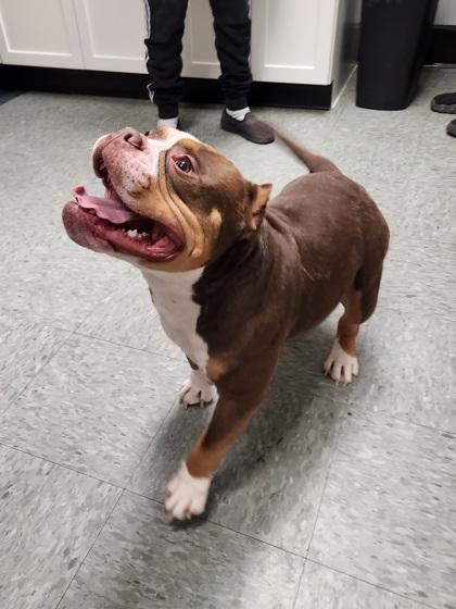 Enlarge Thor, a Adoptable mixed breed in Shawano, WI image 1/3