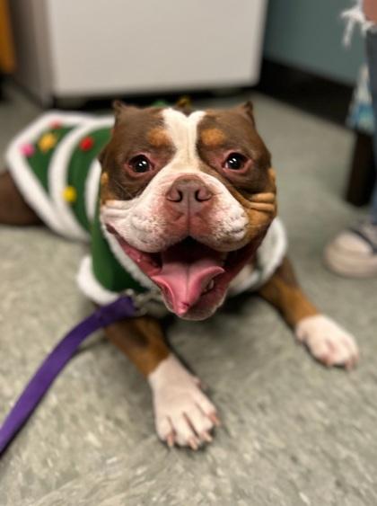 Enlarge Thor, a Adoptable mixed breed in Shawano, WI image 2/3