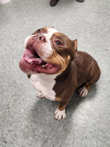 Enlarge Thor, a Adoptable mixed breed in Shawano, WI image 3/3