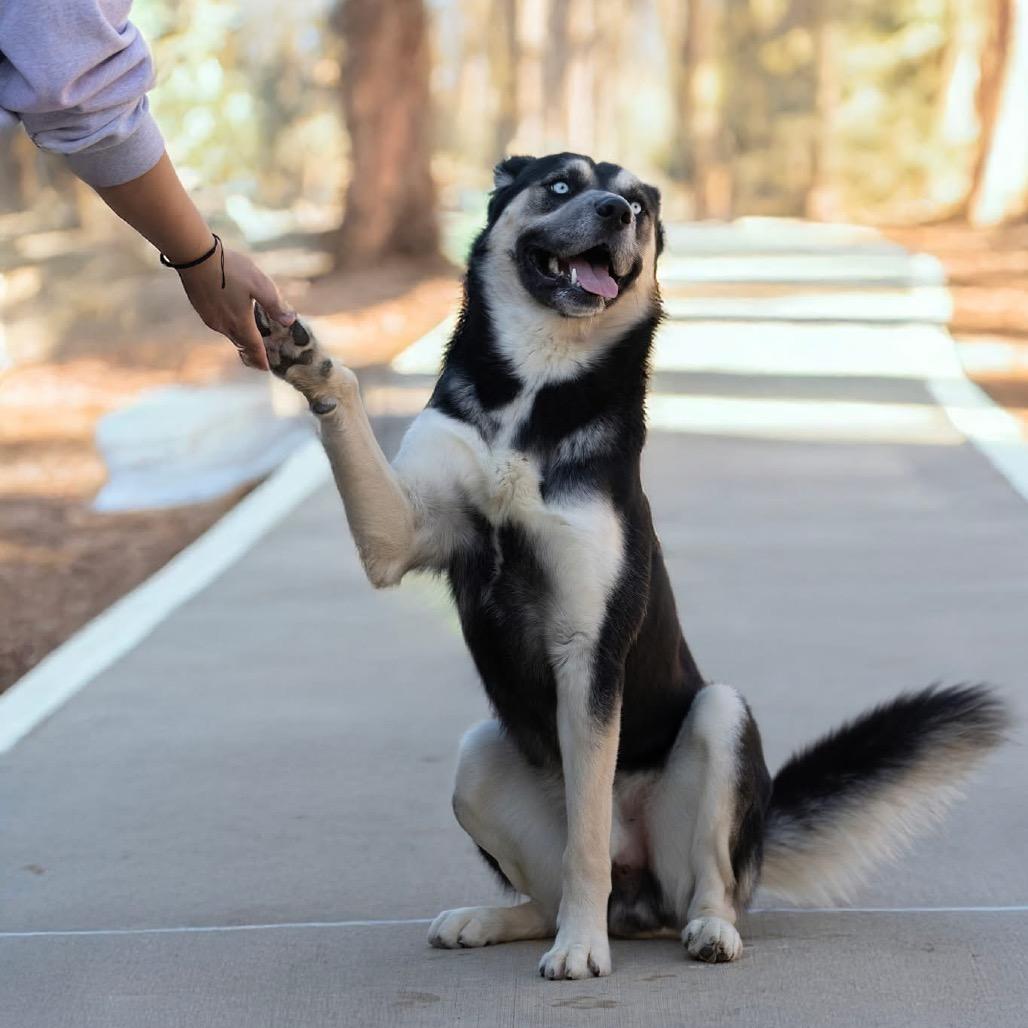 Enlarge Kodiak, a Adoptable Siberian Husky in Belleville, IL image 1/5