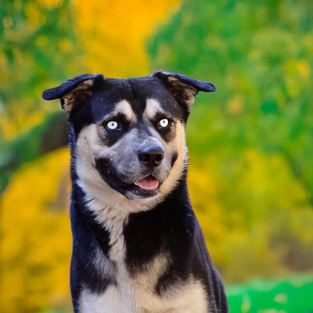 Enlarge Kodiak, a Adoptable Siberian Husky in Belleville, IL image 4/5