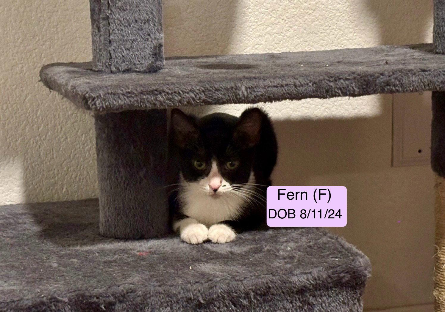 Fern photo