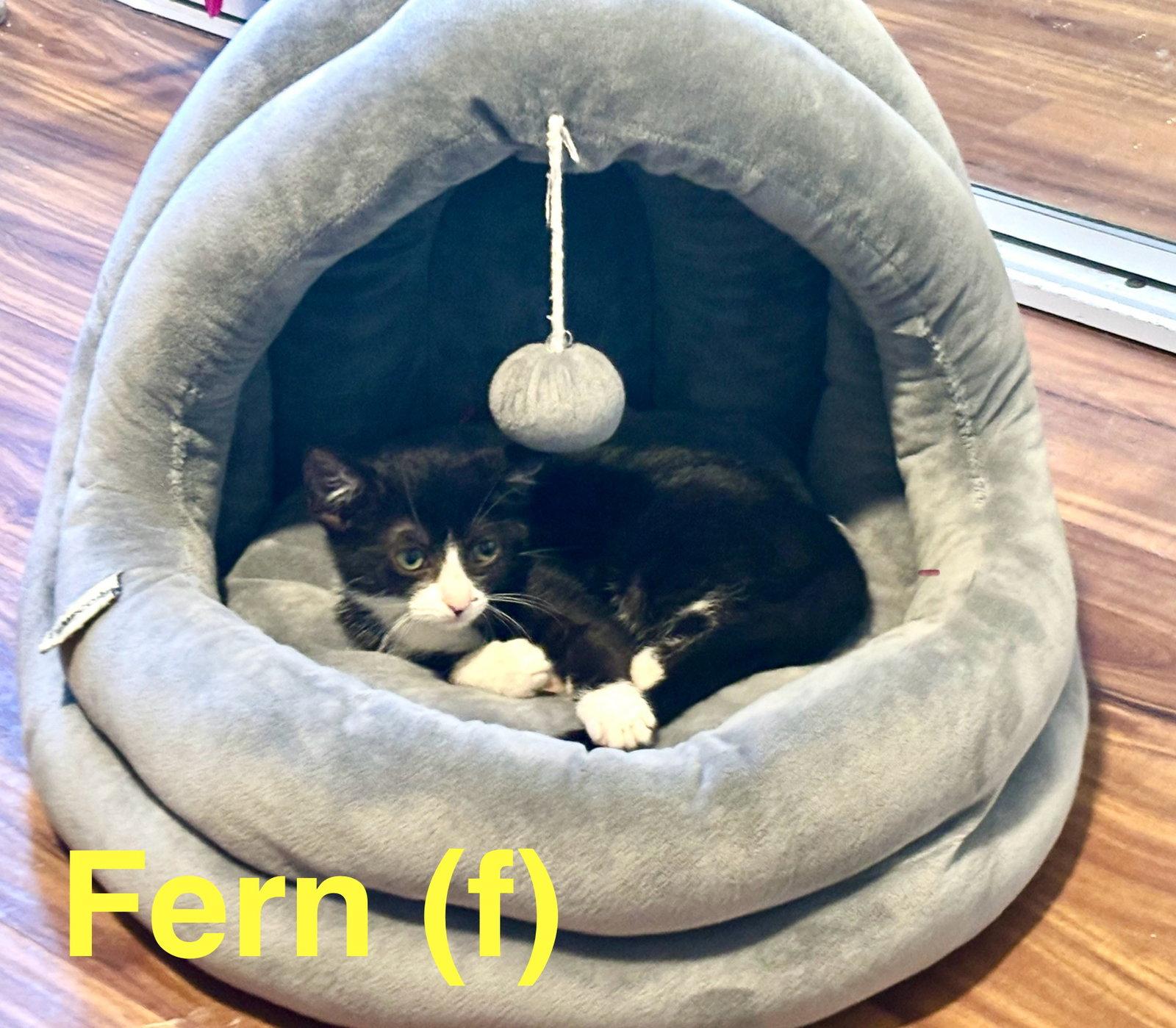 Enlarge Fern, a Adoptable American Shorthair in Vacaville, CA image 2/2