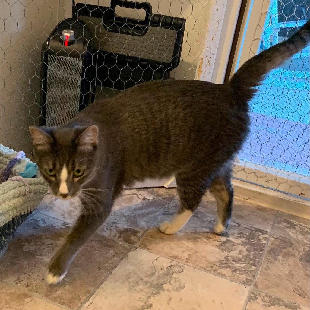 Jalapeno, Adoptable, Adult Male Domestic Short Hair.