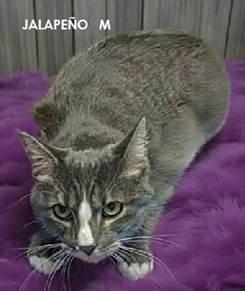 Enlarge Jalapeno, a Adoptable Domestic Short Hair in Evergreen, CO image 2/2