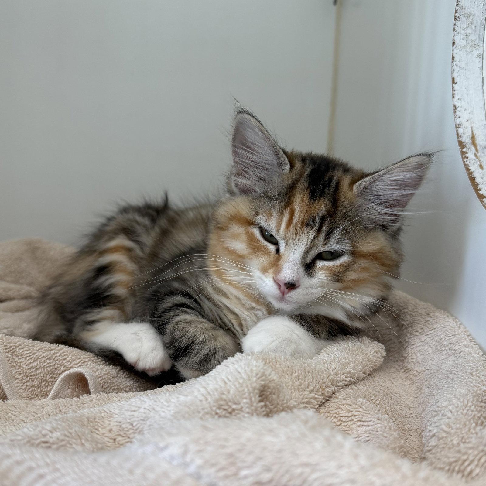 Mochi, Adopted, Kitten Female Domestic Medium Hair.