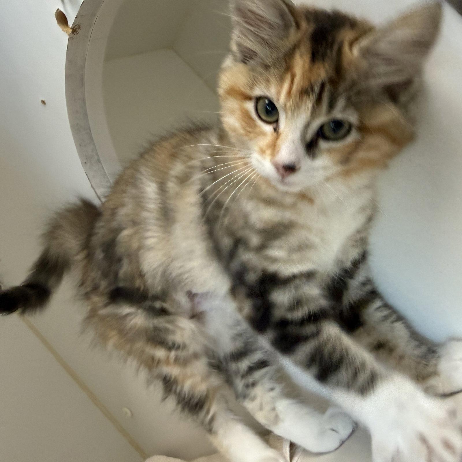 Enlarge Mochi, a Adopted Domestic Medium Hair in Oakland, CA image 2/3