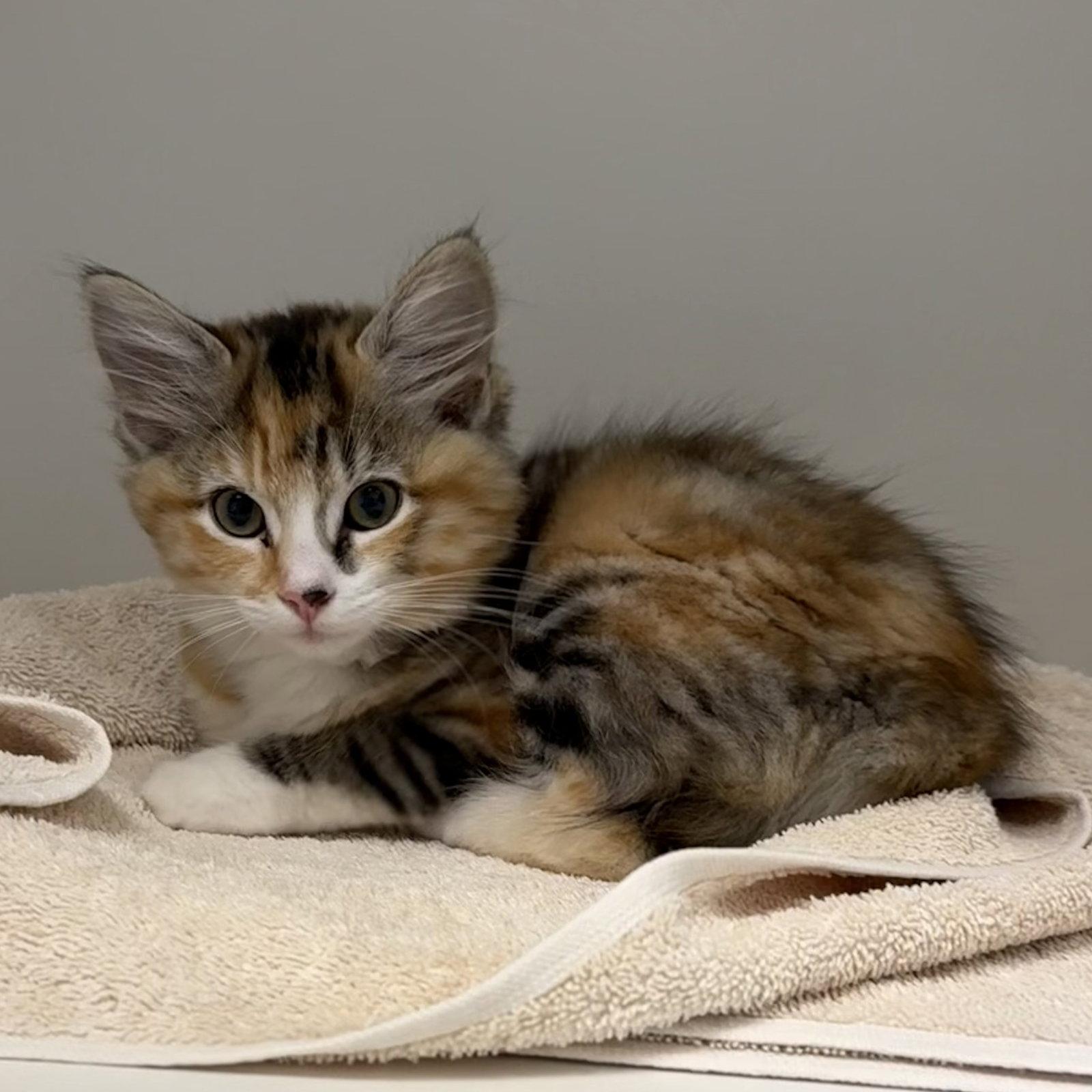 Enlarge Mochi, a Adopted Domestic Medium Hair in Oakland, CA image 3/3