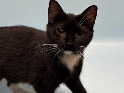 Zoe, Adoptable, Young Female Domestic Short Hair & Domestic Short Hair.