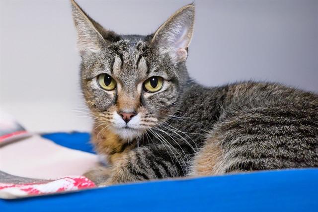 Enlarge KIKI, a Adoptable Domestic Short Hair in Fort Lauderdale, FL image 1/1