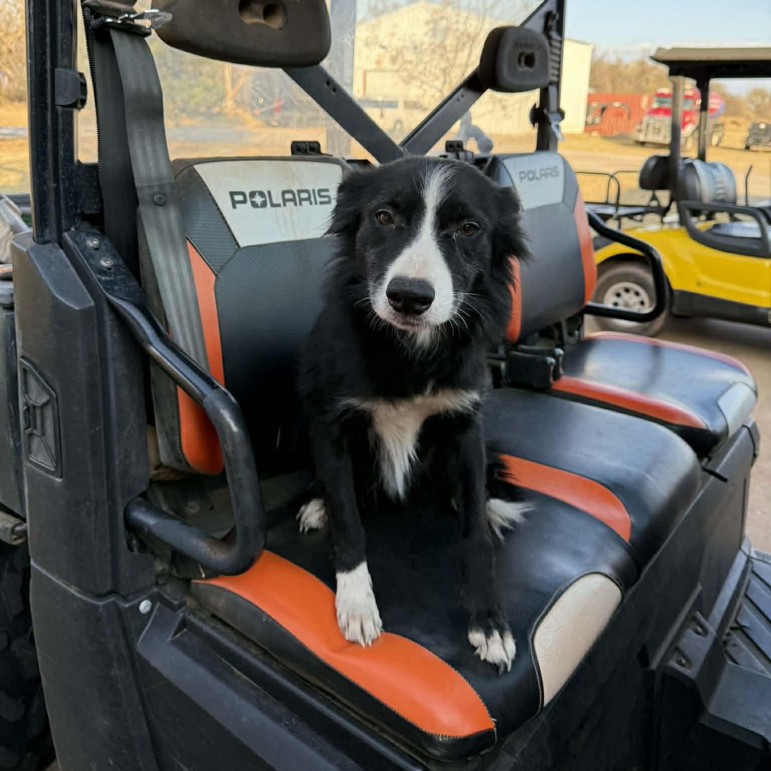 Enlarge Lucy, an adopted Border Collie in Yukon, OK image 3/5