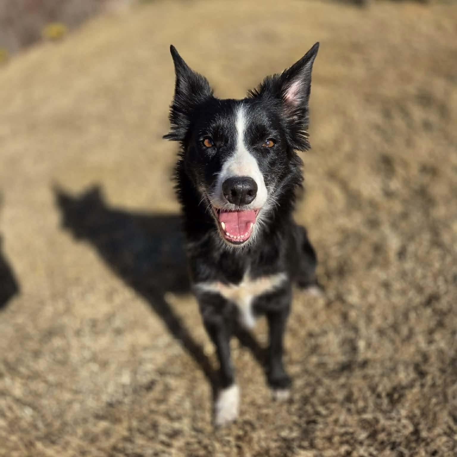 Enlarge Lucy, an adopted Border Collie in Yukon, OK image 1/5