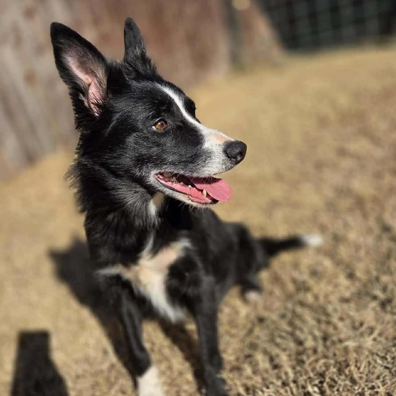 Enlarge Lucy, an adopted Border Collie in Yukon, OK image 5/5