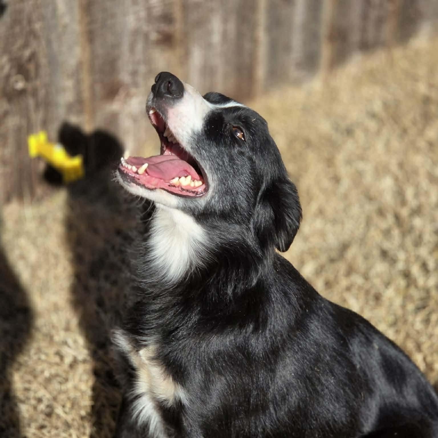 Enlarge Lucy, an adopted Border Collie in Yukon, OK image 2/5