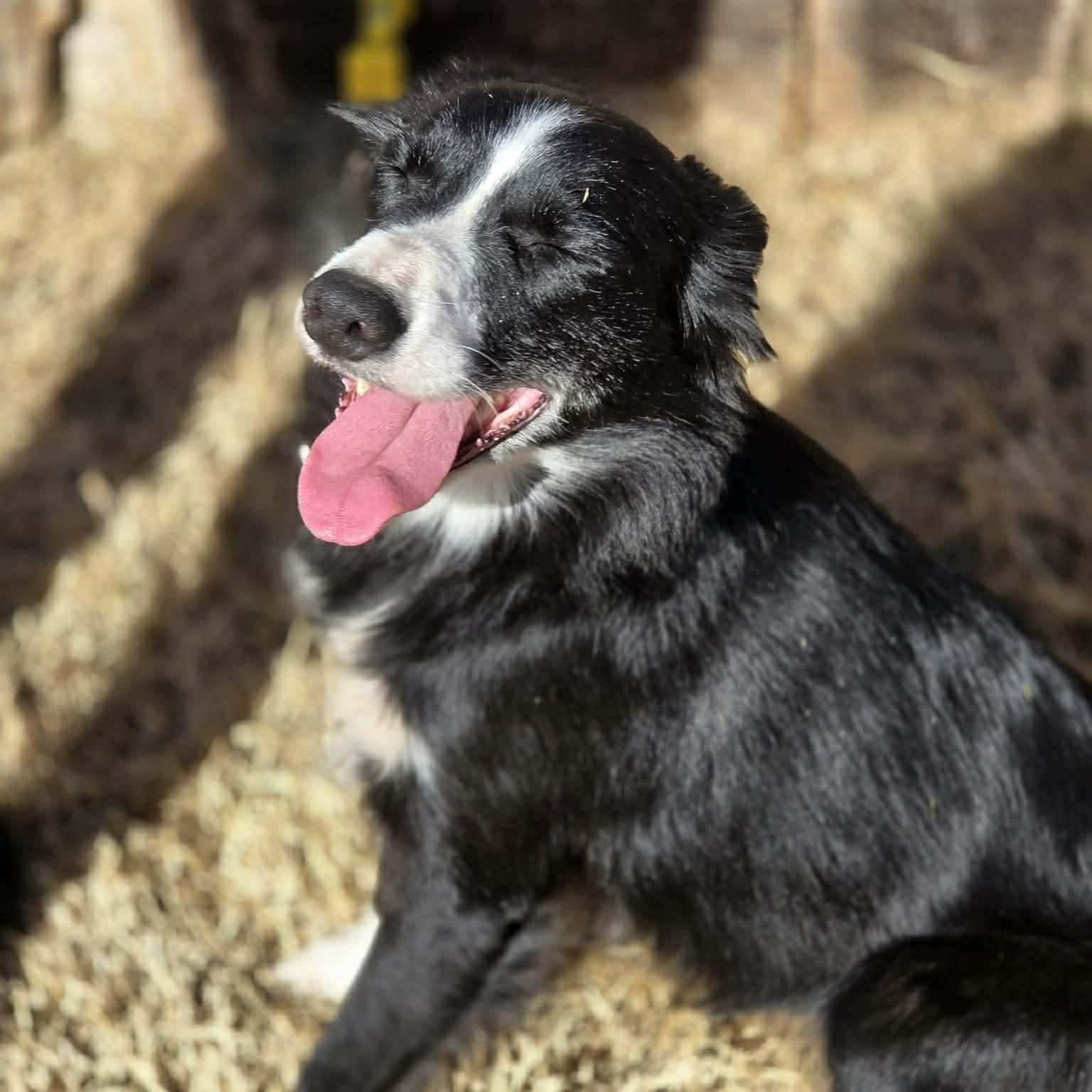 Enlarge Lucy, an adopted Border Collie in Yukon, OK image 4/5