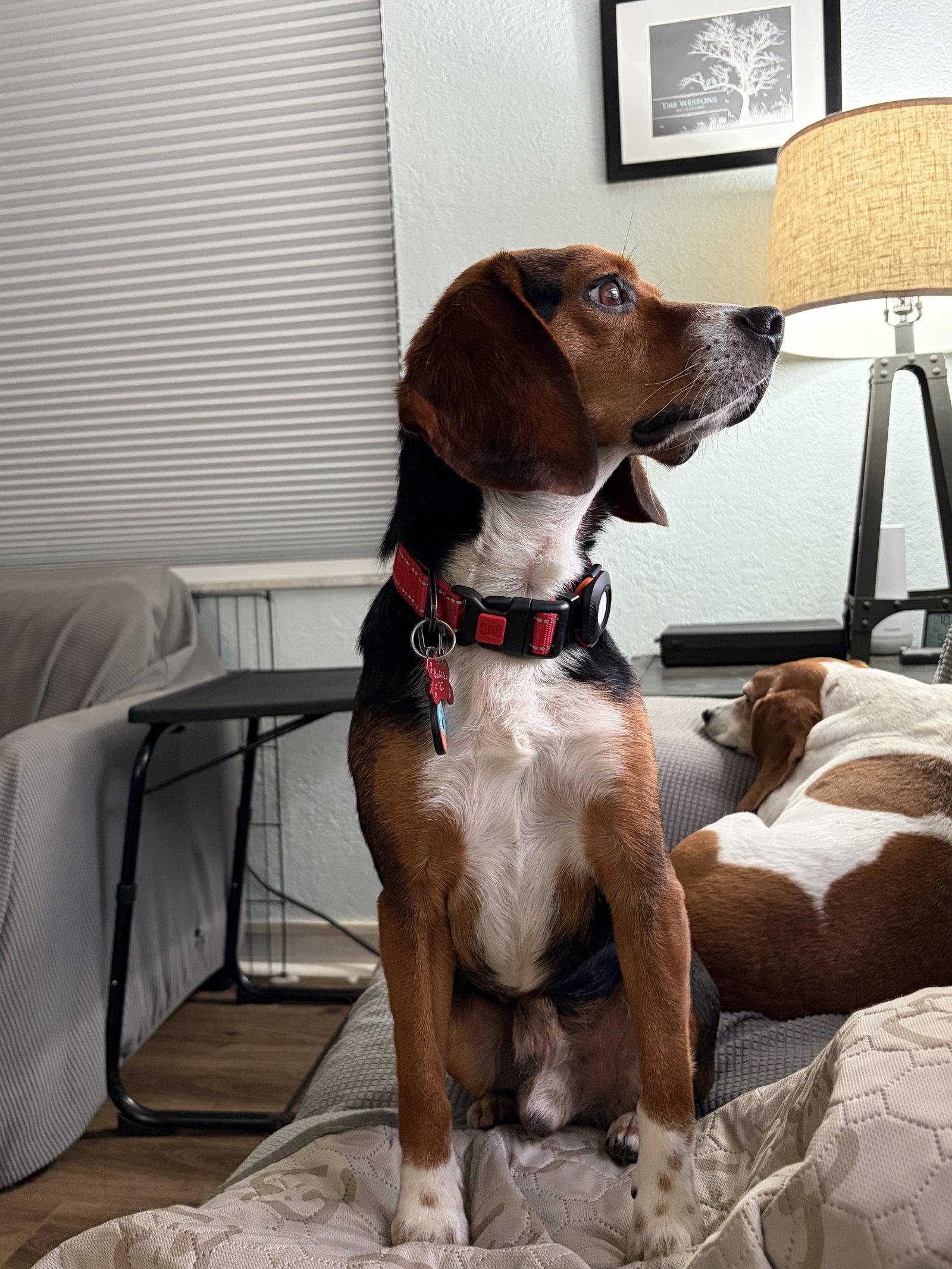 Bubbles V, a Adopted Beagle in Tampa, FL image 1/2