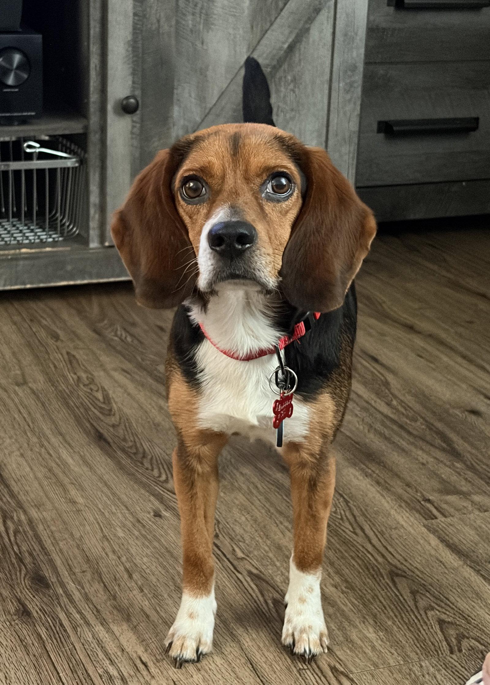 Bubbles V, a Adopted Beagle in Tampa, FL image 2/2