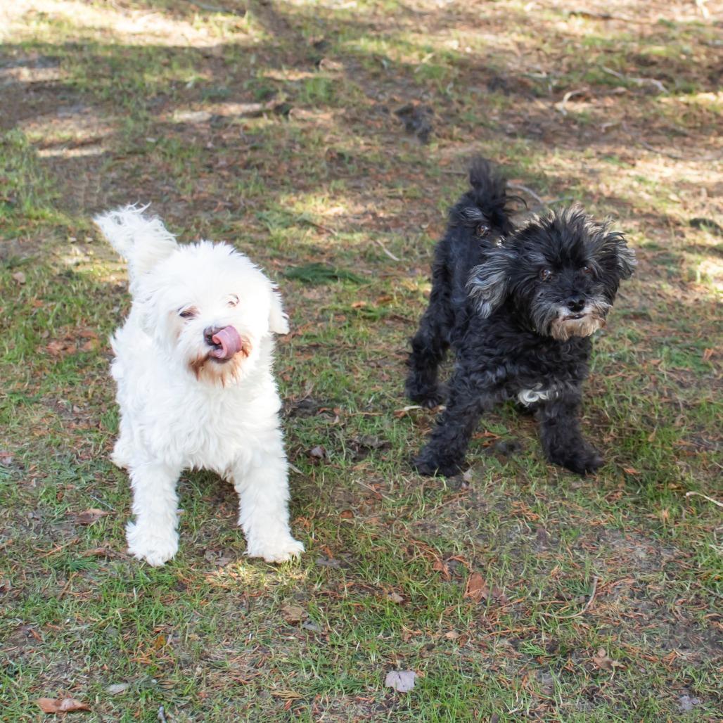 Teddy, Adoptable, Senior Male Havanese.