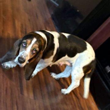 Enlarge FAUNA, a Adopted Basset Hound in Mays Landing, NJ image 1/3