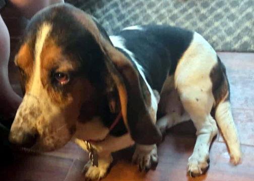 Enlarge FAUNA, a Adopted Basset Hound in Mays Landing, NJ image 2/3
