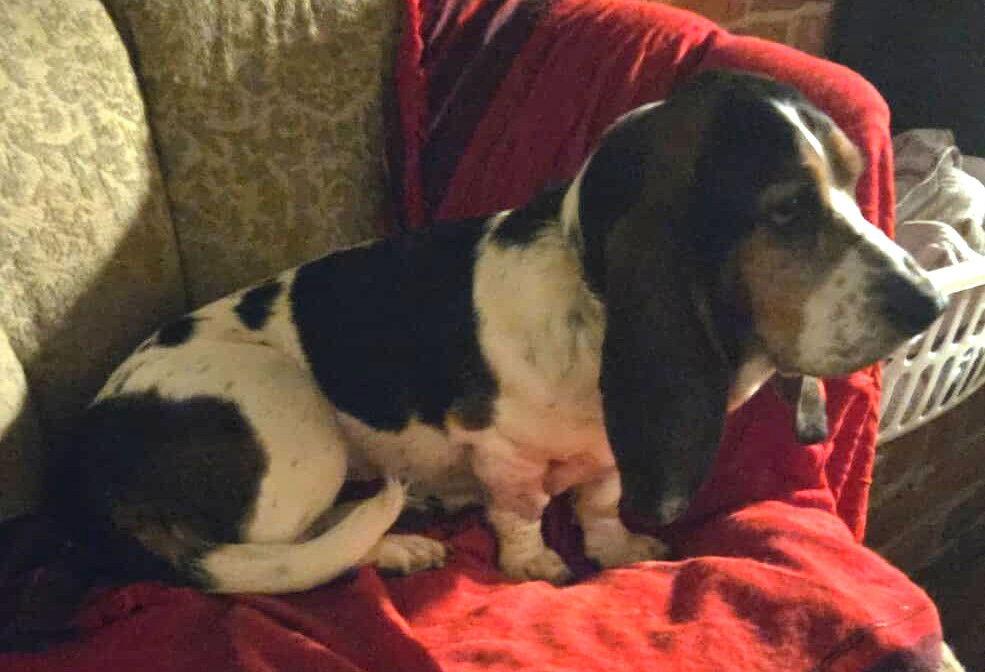 Enlarge FAUNA, a Adopted Basset Hound in Mays Landing, NJ image 3/3