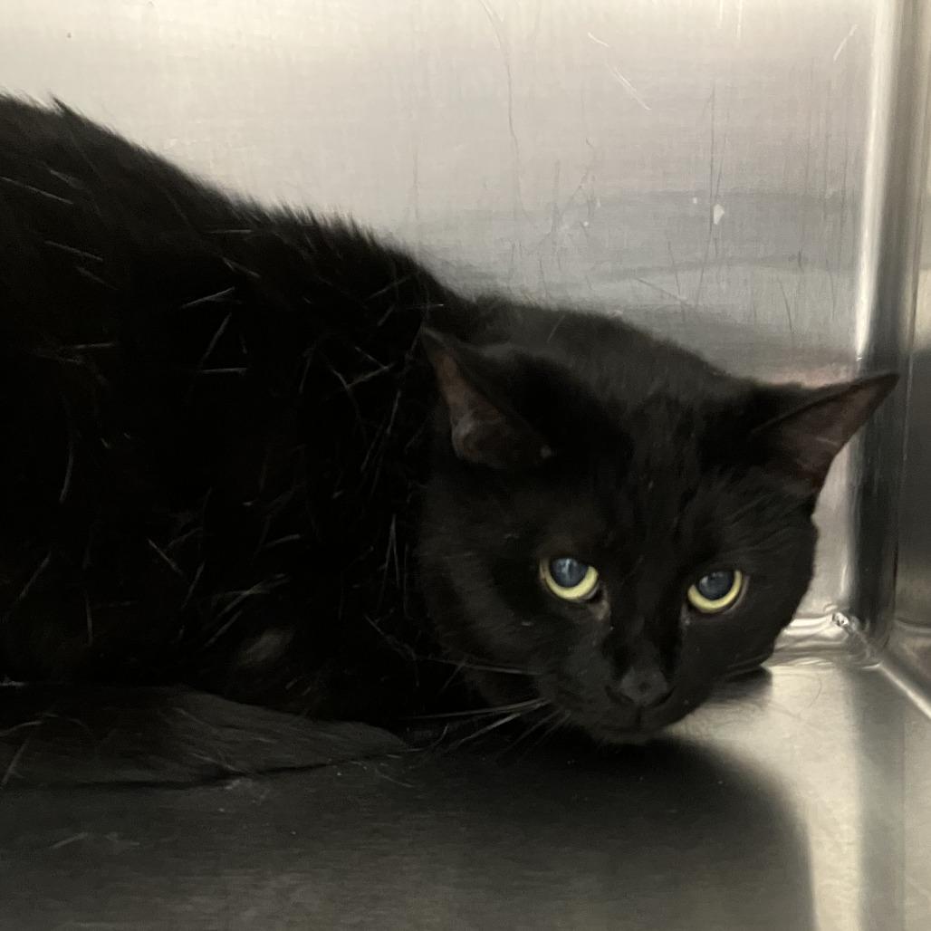 Doorstop, Adoptable, Adult Male Domestic Short Hair.