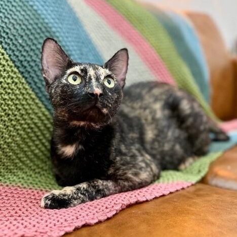 Bella Hadid — thumbnail 4