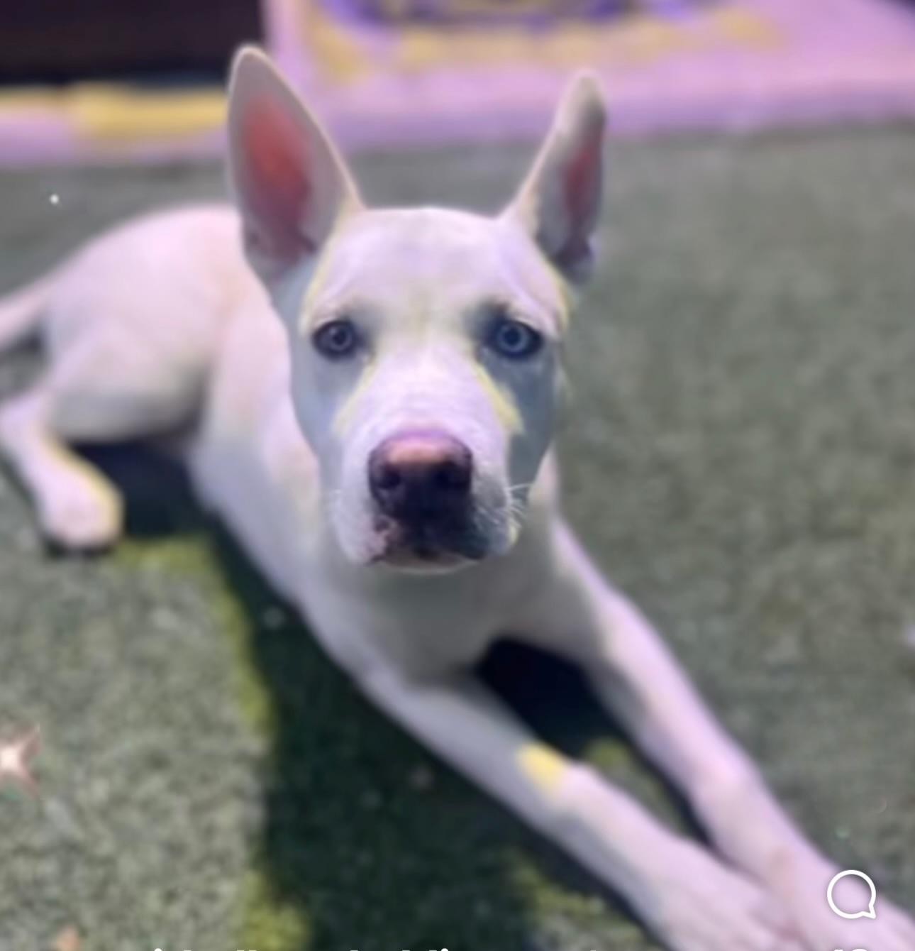 Cosmo, a Adoptable mixed breed in Staten island, NY image 1/3