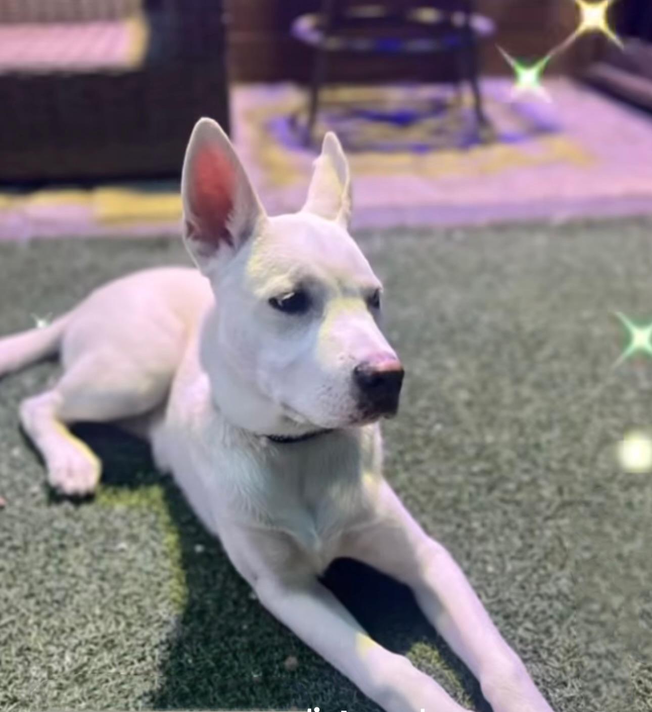 Cosmo, a Adoptable mixed breed in Staten island, NY image 3/3