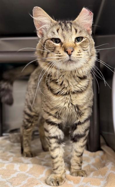 GARRETT, Adoptable, Young Male Domestic Long Hair.