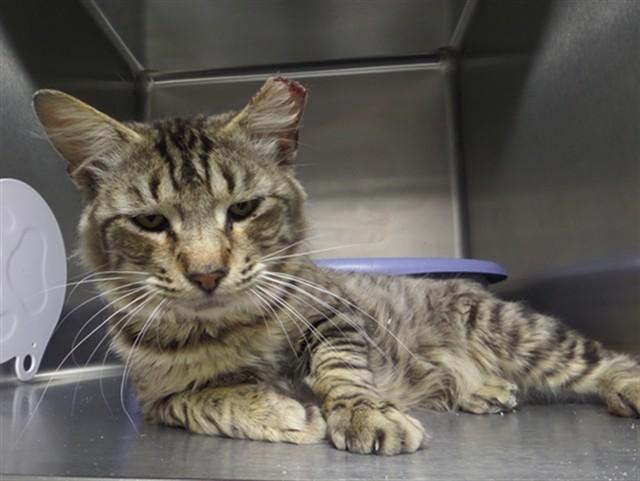 Enlarge TNR 5, a Adoptable Domestic Long Hair in Augusta, GA image 1/1