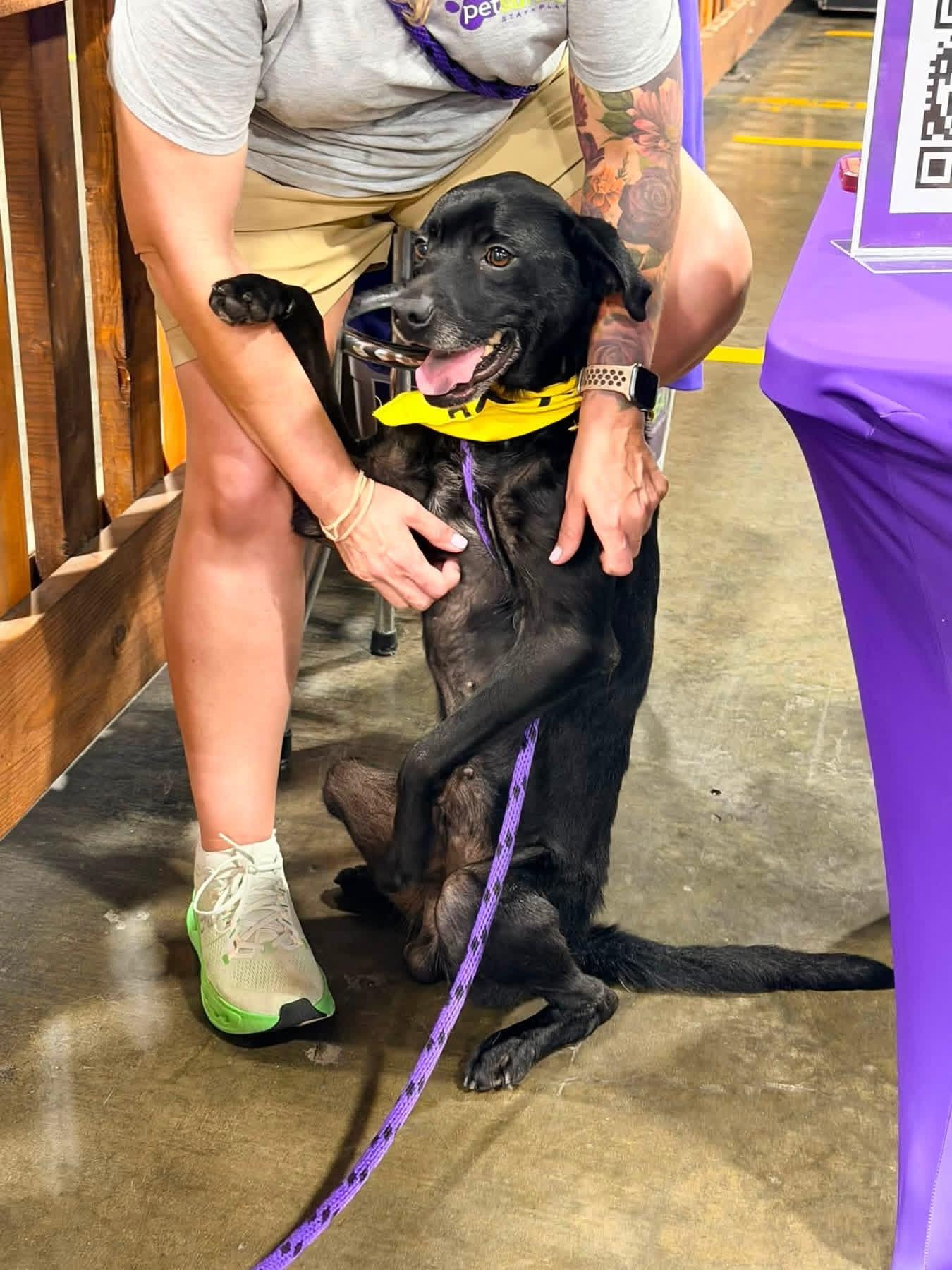 Enlarge Bubba, a ADOPTABLE mixed breed in Milford, OH image 1/2
