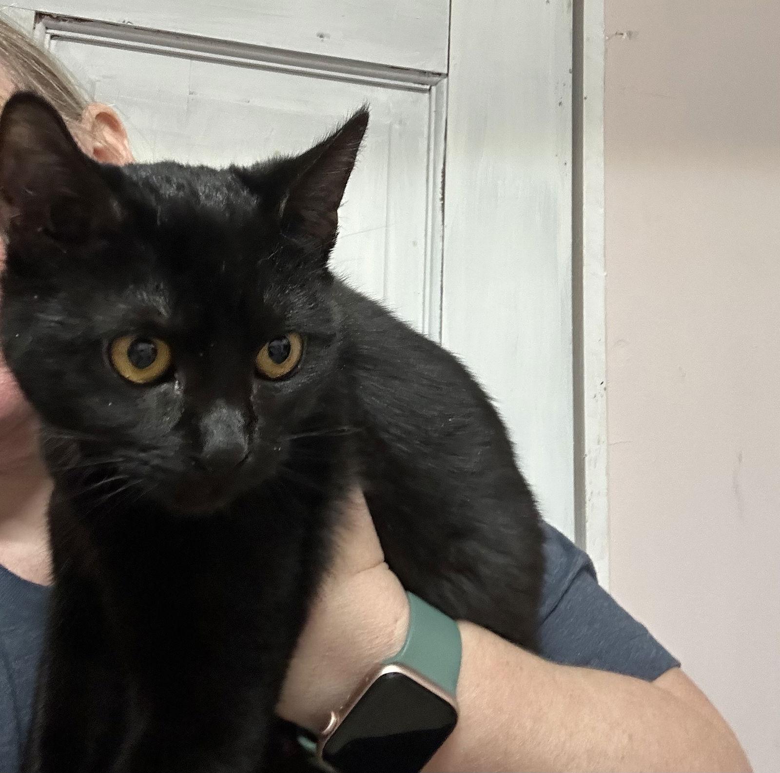 Black Pumpkin, Adoptable, Young Female Domestic Short Hair.