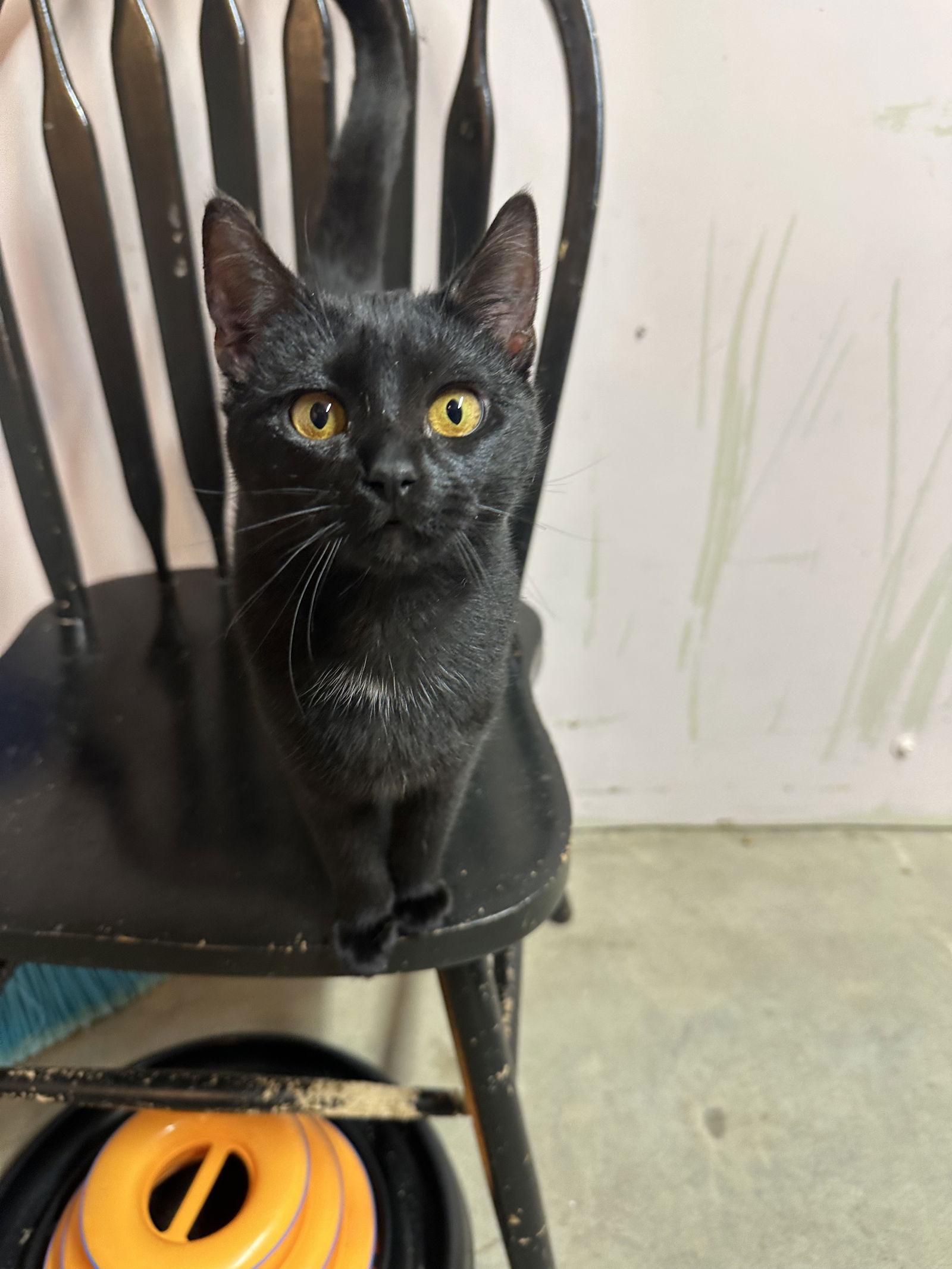 Enlarge Black Pumpkin, a Adoptable Domestic Short Hair in Stover, MO image 3/3