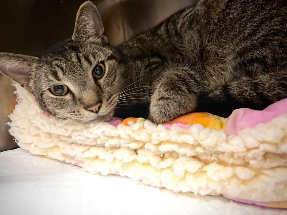 Enlarge Atlas, a Adoptable mixed breed in Greensburg, IN image 1/3