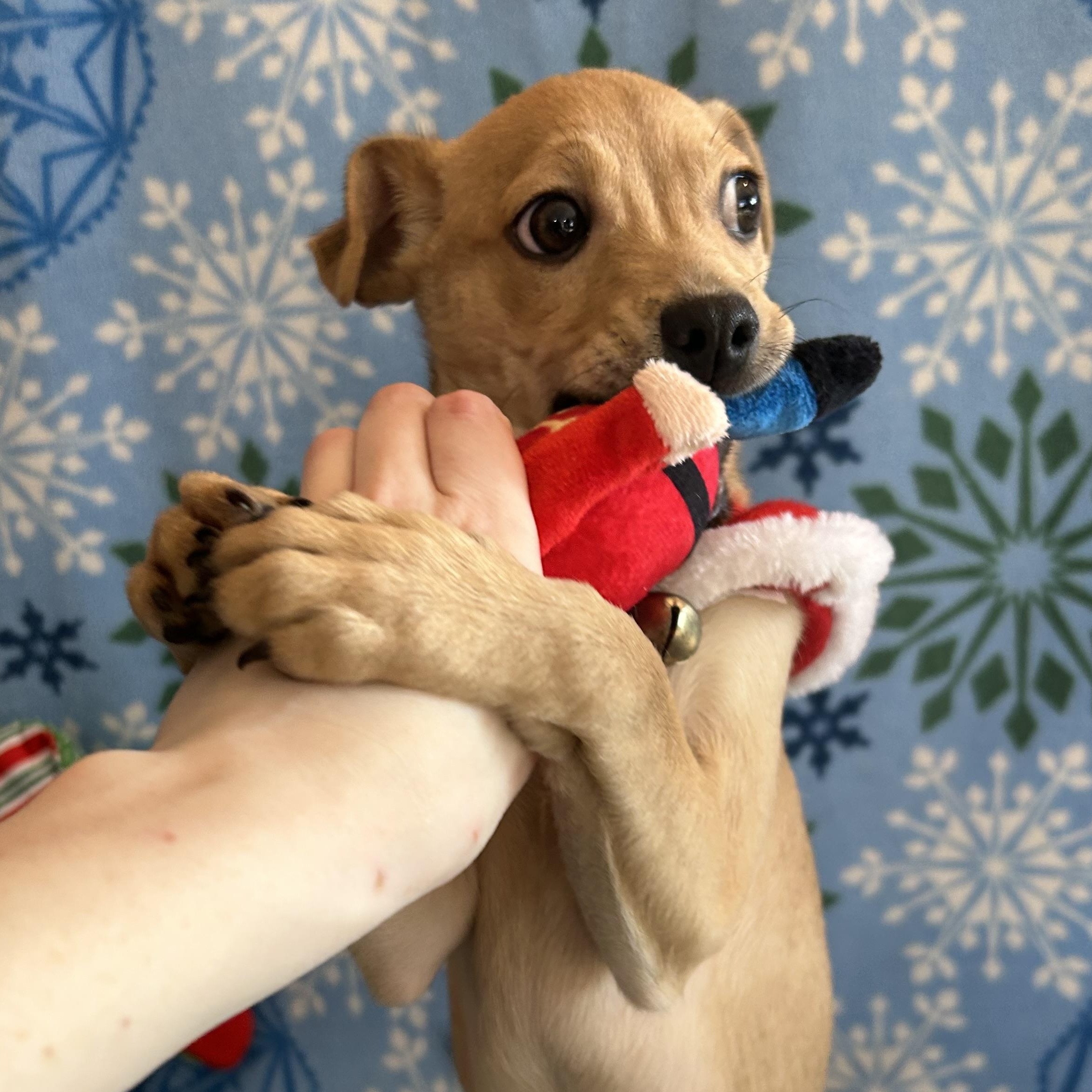 Enlarge Dasher, an adoptable mixed breed in Madison Heights, MI image 3/4