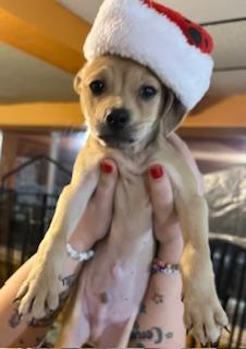 Enlarge Dasher, a Adoptable mixed breed in Madison Heights, MI image 1/1