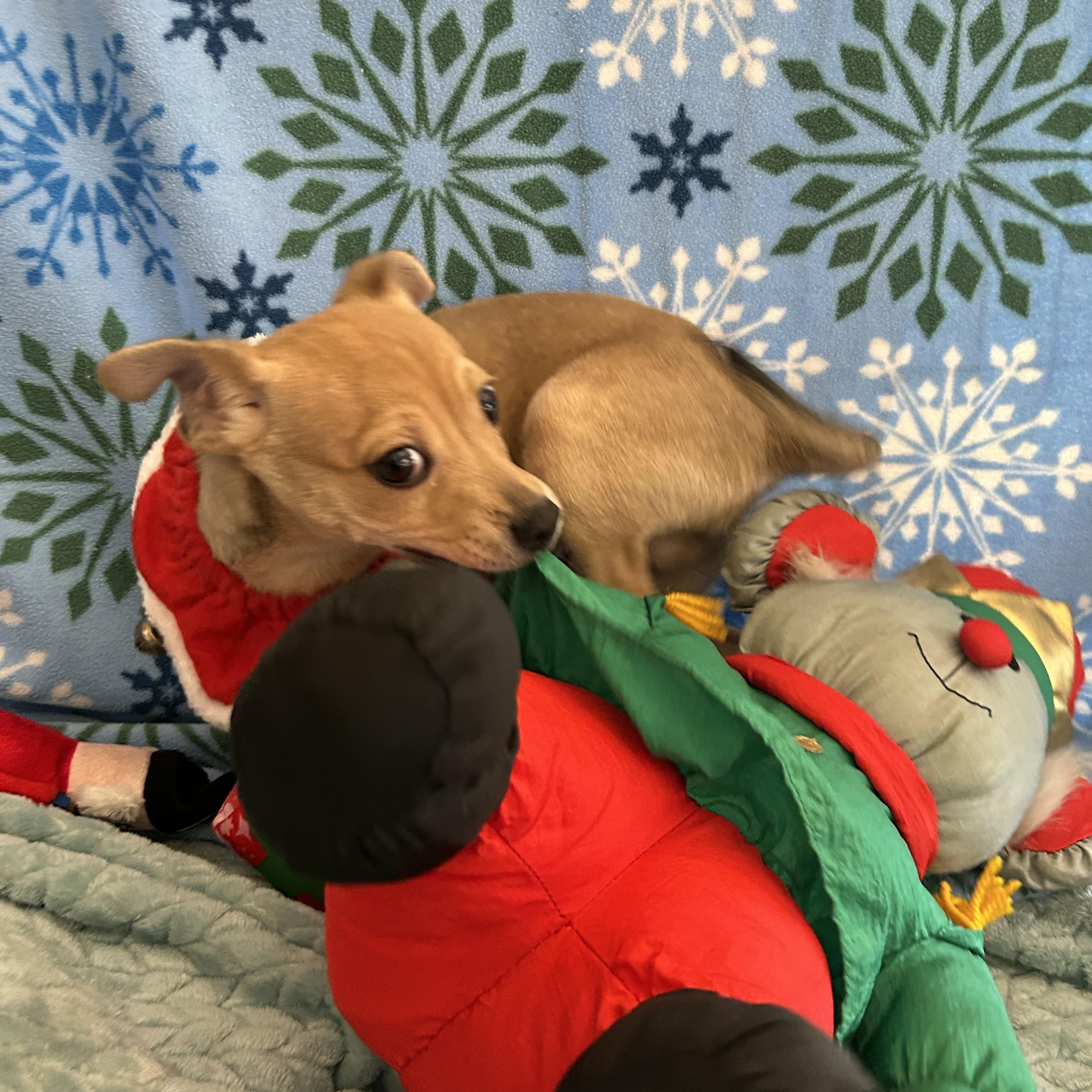 Enlarge Dasher, an adoptable mixed breed in Madison Heights, MI image 2/4