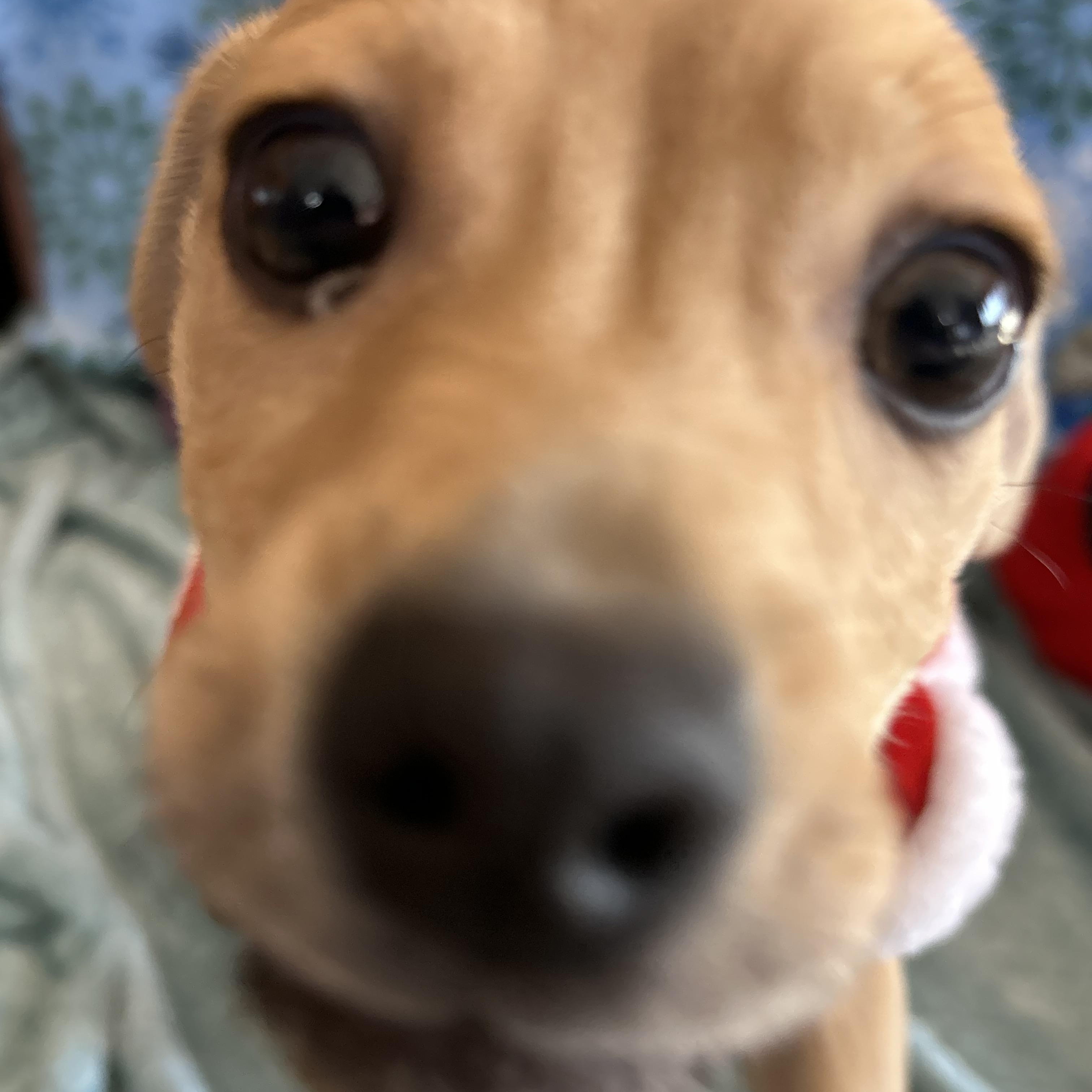 Enlarge Dasher, an adoptable mixed breed in Madison Heights, MI image 4/4