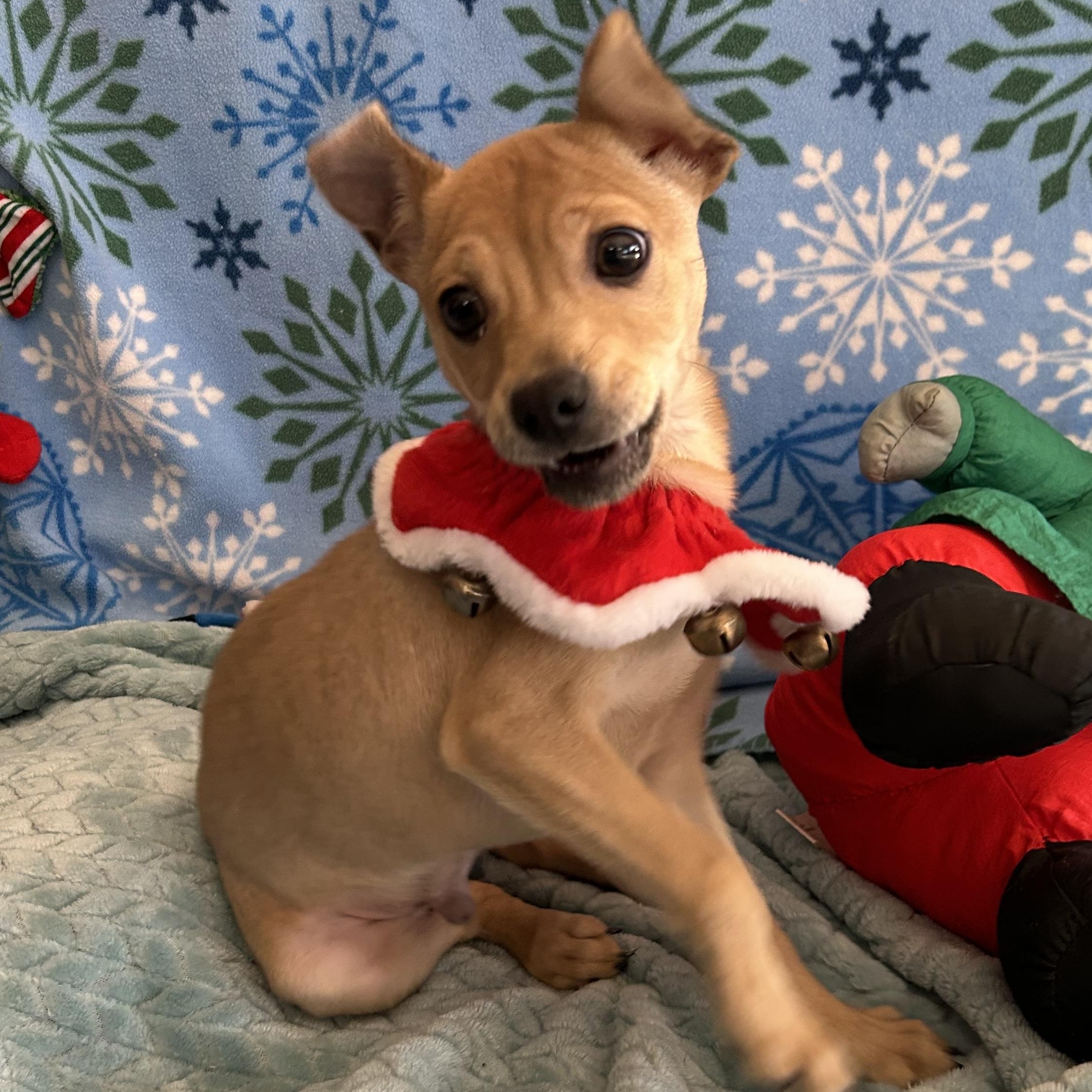 Enlarge Dasher, an adoptable mixed breed in Madison Heights, MI image 1/4