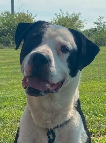 Enlarge Rolly, a Adoptable mixed breed in Maryville, MO image 2/3