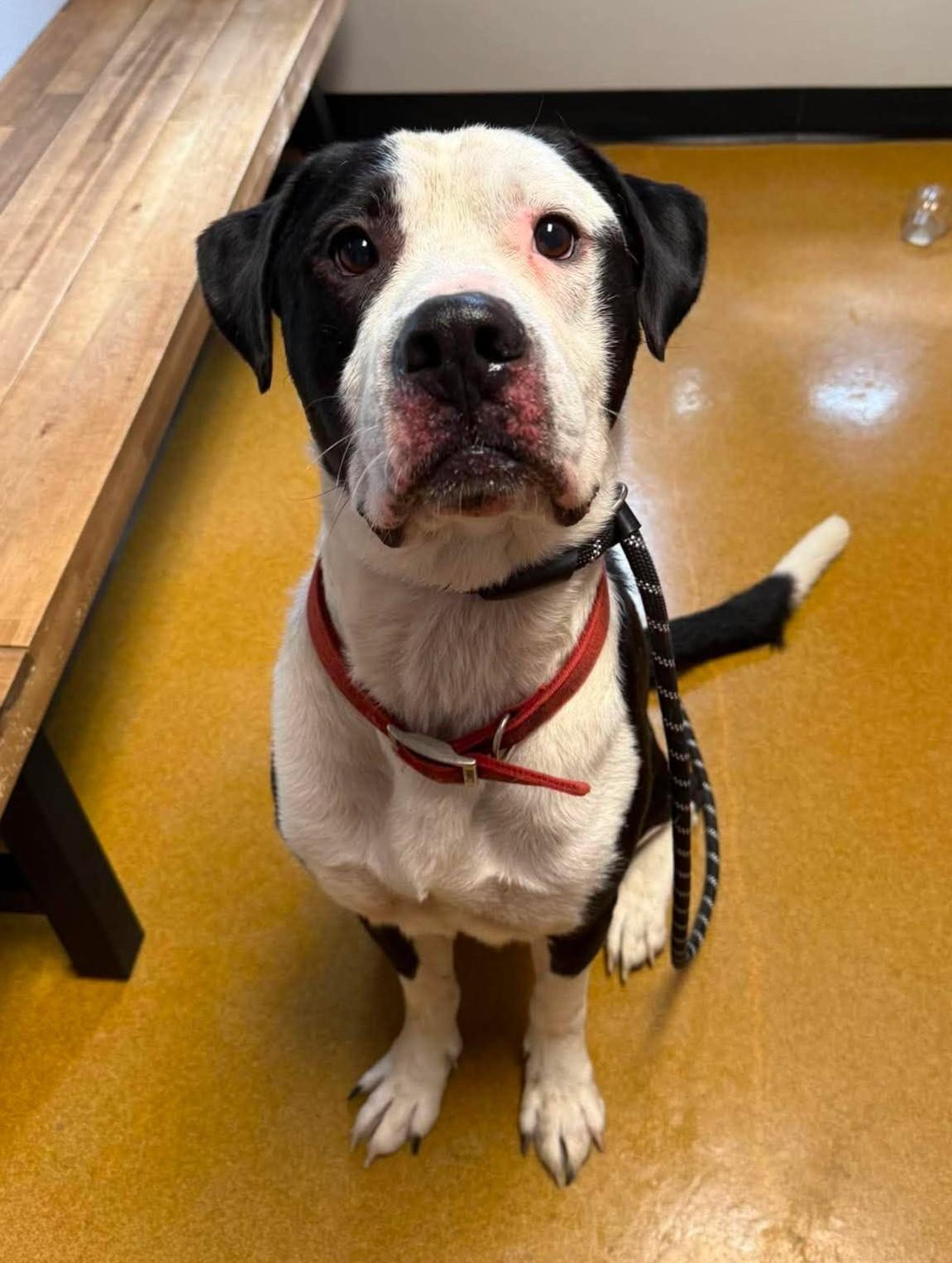 Enlarge Rolly, a Adoptable mixed breed in Maryville, MO image 1/3