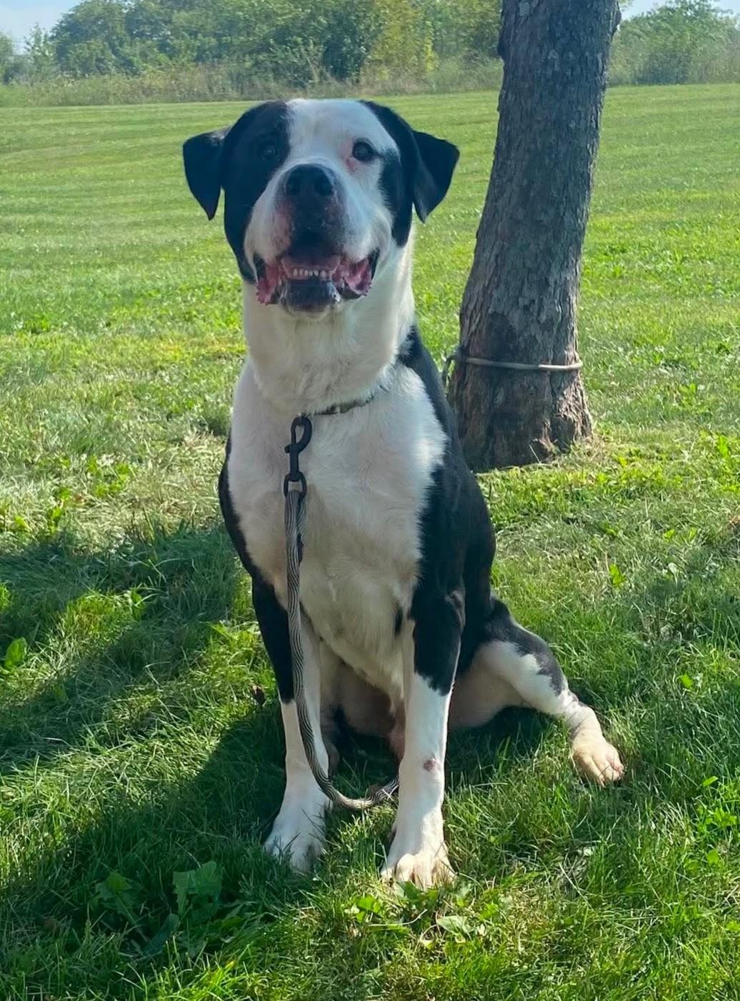 Enlarge Rolly, a Adoptable mixed breed in Maryville, MO image 3/3
