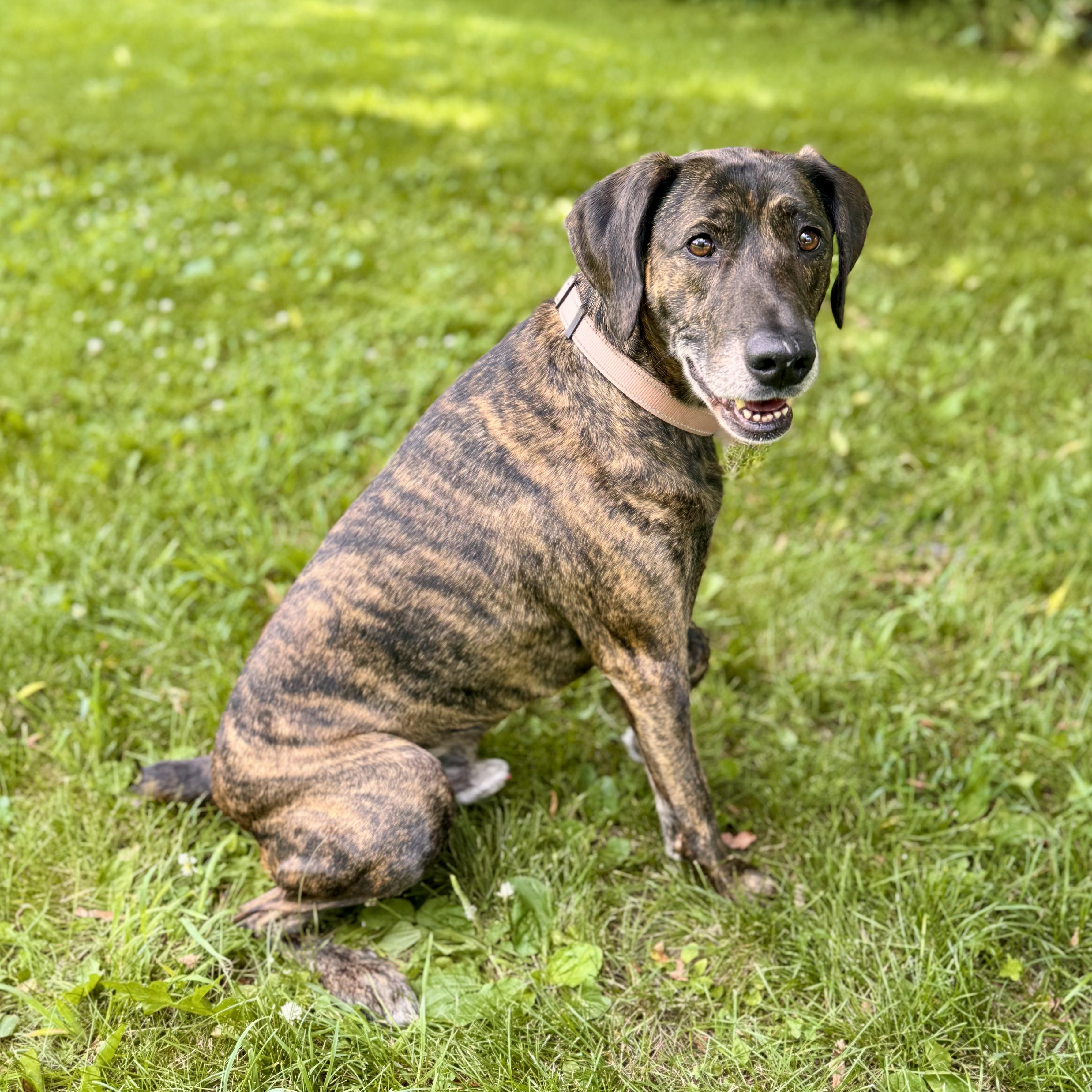 Benny - NO FEE, an adoptable Mountain Cur in Midland, MI, 48641 | Photo Image 5